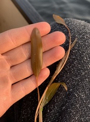 Potamogeton epihydrus
