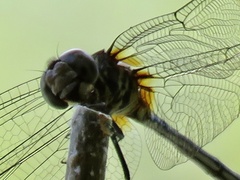 Dythemis nigrescens