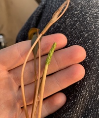 Potamogeton epihydrus