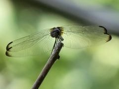 Dythemis nigrescens