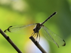 Dythemis nigrescens