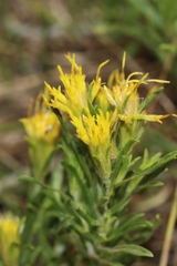 Ericameria discoidea linearis
