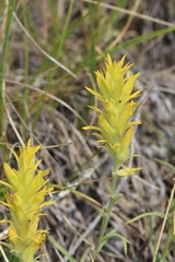 Castilleja flava