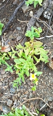 Linaria japonica