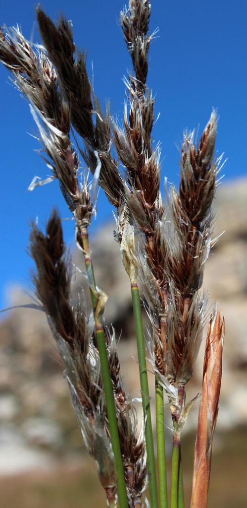 Papersheath Reeds