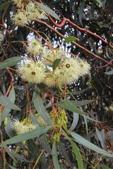 Eucalyptus astringens