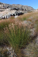 Askidiosperma nitidum