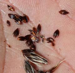 Askidiosperma nitidum