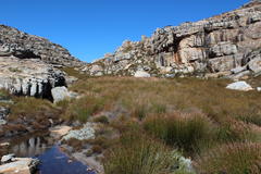 Askidiosperma nitidum