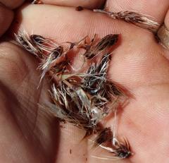 Askidiosperma nitidum