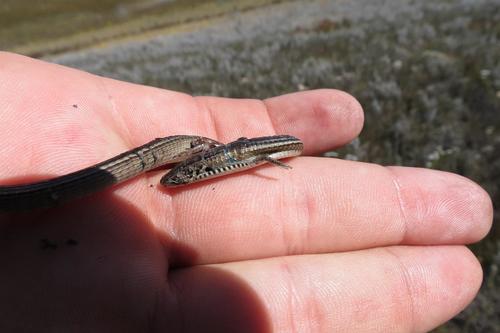 Tetradactylus tetradactylus