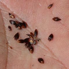 Askidiosperma nitidum