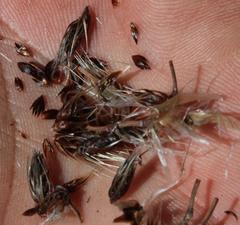 Askidiosperma nitidum