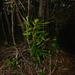 Styphelia cymbulae - Photo (c) Pierre-Louis Stenger, alguns direitos reservados (CC BY-NC), uploaded by Pierre-Louis Stenger