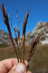 Askidiosperma nitidum