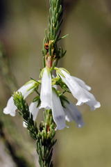 Erica viscaria pendula