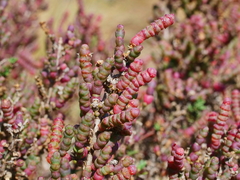 Tecticornia halocnemoides