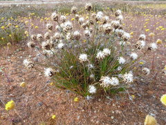 Borya sphaerocephala