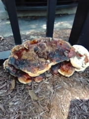 Ganoderma sessile
