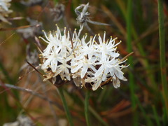 Borya sphaerocephala