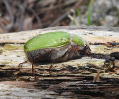 Xylonichus eucalypti