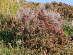 Tecticornia halocnemoides