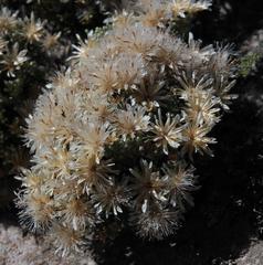 Dolichothrix ericoides