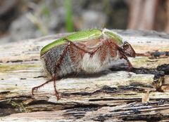 Xylonichus eucalypti