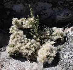 Dolichothrix ericoides