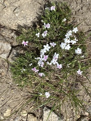 Phlox multiflora