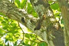 Pycnonotus brunneus