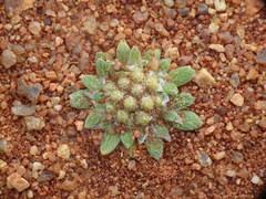 Chthonocephalus pseudevax