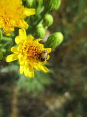 Cryptocephalus laetus