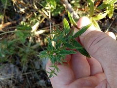 Galium rubioides