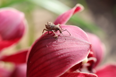 Leptopius tetraphysodes