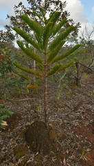 Araucaria columnaris