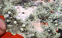 Nesolechia oxyspora oxyspora