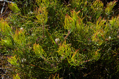 Serruria inconspicua