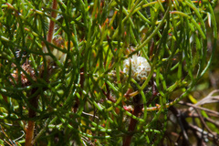 Serruria inconspicua