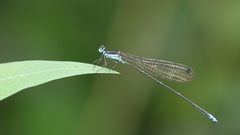 Caconeura t-coerulea