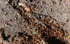 Crematogaster natalensis braunsi