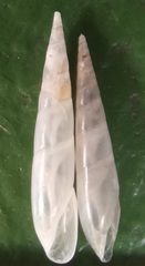 Eulima acutissima