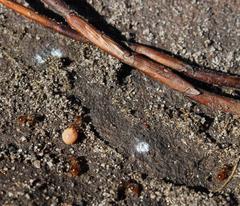 Crematogaster natalensis braunsi