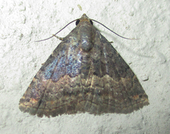 Eublemma nigrivitta