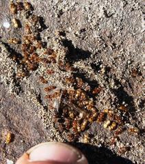 Crematogaster natalensis braunsi