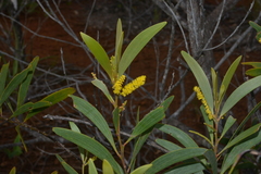 Acacia spirorbis
