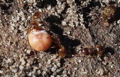 Crematogaster natalensis braunsi