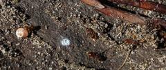 Crematogaster natalensis braunsi