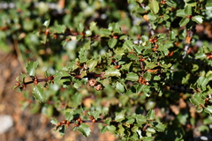 Ceanothus pinetorum