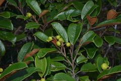 Alphitonia neocaledonica